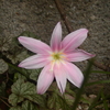 雨上がりの公園の花