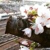 たかばしの桜