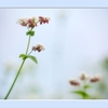 アップで蕎麦の花