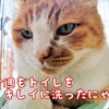 言い訳体質と救済措置とこたつの出入りも下僕任せのお猫様