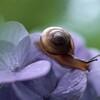 早くもギャツビーの季節がやってまいりました。(火曜日、曇りのち雨)