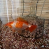 水換えしてもエサくれしない金魚