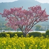 ハートの桜
