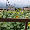 ひまわり🌻と霧雨