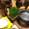 【猫さん暮らし】猫草〜第2章〜