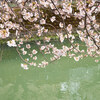 大岡川へ桜散歩 #2