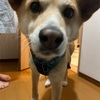 癒し