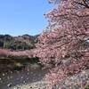 今が見頃！河津桜まつりは3月9日まで延長｜2025開花状況、菜の花ロード、見どころ、ライブカメラ、駐車場、写真（静岡県賀茂郡河津町）