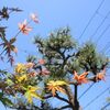 ☆青空、そら豆、エンドウ豆♪いっぱい。。