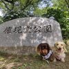 権現堂の紫陽花