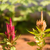 ケイトウの花　Celosia argentea