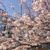 桜　さくら