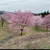 ４月２２日（月）観桜の最後は桜峠と決めていた、三の倉の菜の花は道路滑落で４月は通れない、