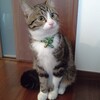 爆笑する飼い主を 心配そうに見つめる猫