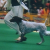 GERMAN SHORTHAIRED POINTER