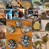 ◇2022.12.11 EXOTIC REPTILE EXPO 出品生体