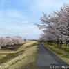 今年もさくら市の桜を見に行こう