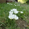 白い小さな花　風に揺られながら　White small flowers