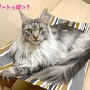 猫用ハンモック