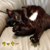 イケメン黒猫ラッキーくん 3/9譲渡会参加予定