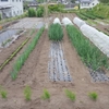 実家で作業