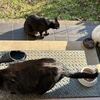 帰って来たら・・・野良猫トリプル