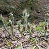 肴ならではの山菜料理　【ヤマウド】