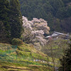 佛隆寺・千年桜