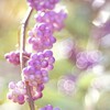 【オールドレンズ】エルノスター型のバブルボケと淡い描写を楽しむ【PRAKTICAR 50mm F2.4、α7II】 - 伊藤浩一のモバイルライフ応援団