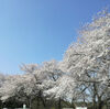 【印西：桜巡り】印旛沼公園で満開の桜を楽しんできました