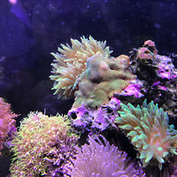 サンゴイソギンチャクが水流ポンプに吸い込まれて失敗 原因 クマノミから始めた海水魚飼育 サンゴイソギンチャクが水流ポンプに吸い込まれて失敗 原因 クマノミから始めた海水魚飼育