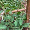 畑の野菜が珍しくて待ちどうしい
