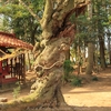 【小美玉市】西郷地石船神社の山桜・・