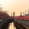 伝右川両岸の桜