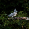 2019年10月9日の鳥撮り-会津