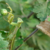 オオカマキリ成虫と卵