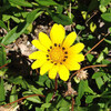 (275) Gazania rigens