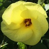 ハマゴウの花