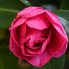 山茶花