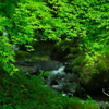 鹿児島県民の森にて