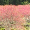 昨日は「天国に一番近い里：桃源郷」のハナモモなどを愛でに行ってきました‥