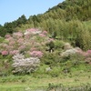 香春町金辺峠近くの花桃の景色