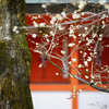 北野天満宮で早咲きの梅など＠SUMMILUX-M 50mm F1.4 ASPH.