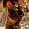 猫がきた