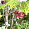 Acer japonicum