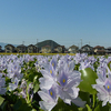 秋の空とコスモスと・・・・・