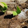 食べ蒔き二期生レポート 5月下旬･発芽とタネ蒔き継続