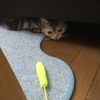 猫、隠れたけれども