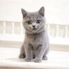 今日からブリティッシュの兄妹ちゃんを順番に撮影しま～す♬