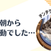 【チンチラ】朝から本気でお別れの覚悟をした日を振り返る